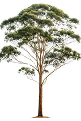 A eucalyptus tree with long, slender leaves and smooth bark, isolated on transparent background, PNG file, showcasing its natural elegance