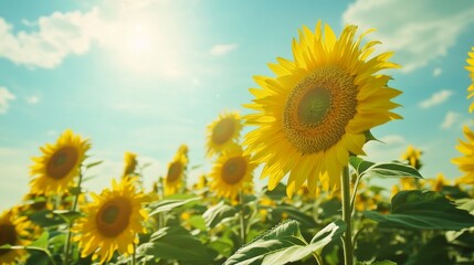 Obraz premium Sunflowers Stretching Toward the Bright Sun
