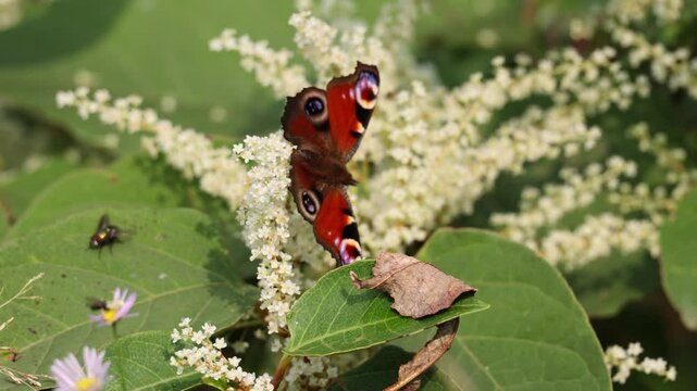European Peacock butterfly (Aglais io, Inachis io) feeds on buddleia