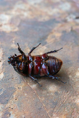 coconut beetle upside down on concrete floor