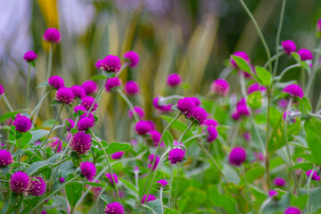 globe amaranth (Gomphrena globosa) in the garden