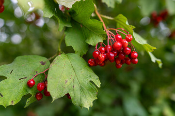 Red berries hanging from green leaves in a lush forest setting during late spring