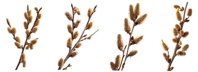 Brown Fluffy twig willow catkins tree branches, cutout png isolated on transparent background