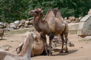 camel at the zoo
