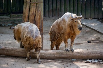 Obraz premium Sichuan takin at the Zoo
