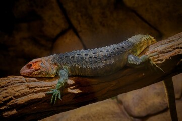A view of the Guyanese dragonfly in the Zoo