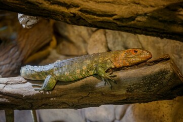 A view of the Guyanese dragonfly in the Zoo
