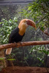 Guinea hornbill in the ZOO