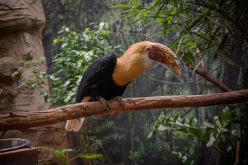 Guinea hornbill in the ZOO