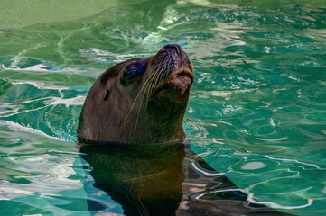 sea lion swimming