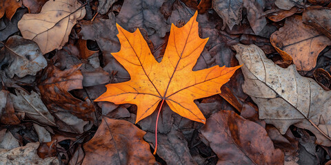 Bright orange maple leaf resting on dry autumn foliage, symbolizing seasonal change