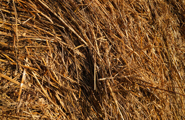 Hay background. Haystacks background, texture. Wheat gold hay in field. Hay prepared for farm animal feed in winter. Stacks dry hay open air fiel. Straw bale harvesting. Haybale background