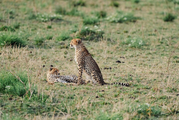 cheetah family in Massai Mara hanging out on a Sunday afternoon