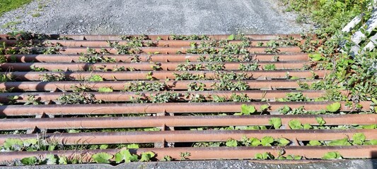 Vegetation covered cow grate on dirt road in summer