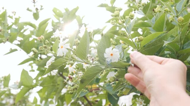Early autumn morning in the garden, hand holding a branch of fresh night-flowering jasmine, aka coral jasmine, night blooming jasmine, harsingar, parijat