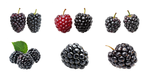 Blackberry half and full isolated on transparency background