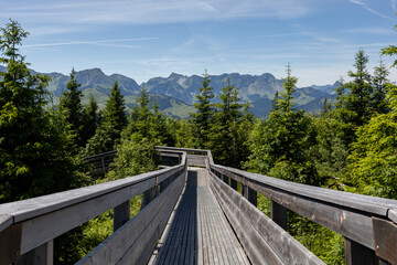 footbrige through forest