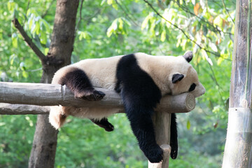 Funny Pose of sleeping panda