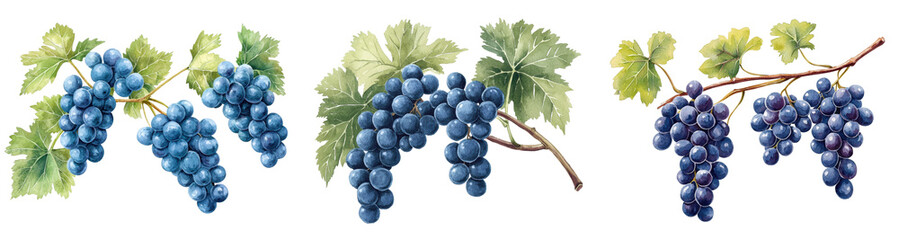 Fototapeta premium Vibrant grape branches with lush green leaves, isolated on transparent background