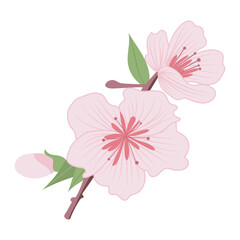 Sakura flowers on twig in flat design. Pink cherry blossoms in closeup. Vector illustration isolated.