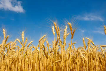 Obraz premium Field of wheat under a blue sky. Summer landscape agriculture concept. Wheat in a field of golden and blue with a blue sky. Field of wheat in nature with a golden blue sky lifestyle.