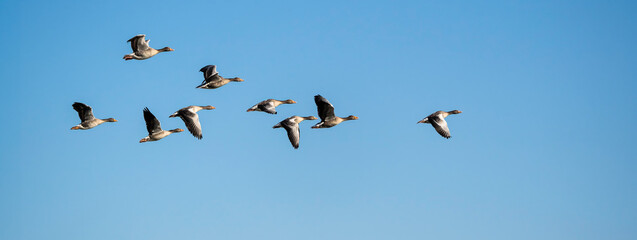 Horizontal banner with flock of greylag geese (Anser anser) flying in a clear blue sky. The migratory birds are captured mid-flight, gliding in a tight formation as they journey across the open sky.