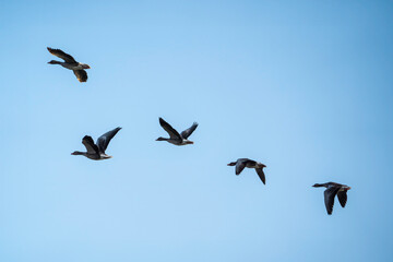 Flock of greylag geese (Anser anser) flying in formation against a clear sky. The group of...
