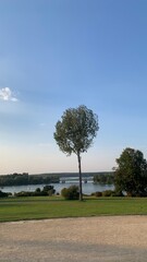 big tree in a beautiful park 