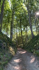 magical sunny path in the woods