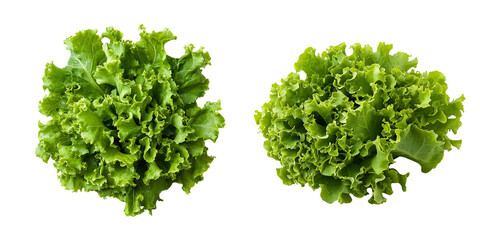 Obraz premium fresh green lettuce, , on a white background,