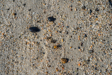 Little Bee Yellow Bug on Beach Sand Wallpapers Macro