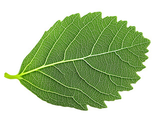 a close up of a leaf