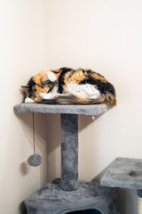 Indoor Cat Asleep on Top Layer Cat Tree
