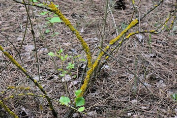 close-up of a yellow lichen on a branch in the forest