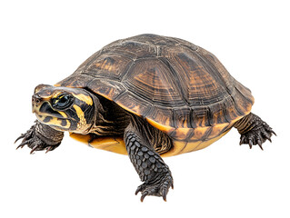 Obraz premium a turtle on a white background