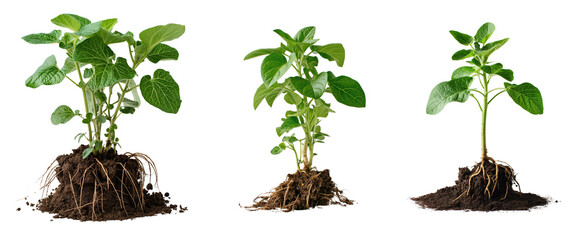 Collection of potato plant with roots and soil isolated on a transparent background, Cutout PNG