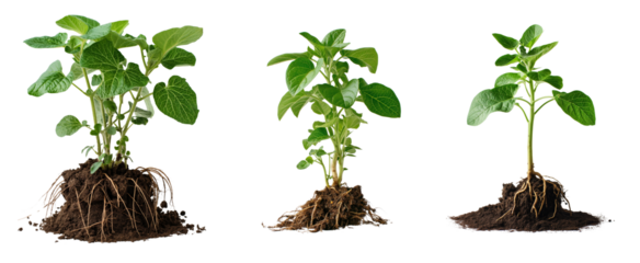 Collection of potato plant with roots and soil isolated on a transparent background, Cutout PNG