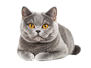 a grey cat with yellow eyes