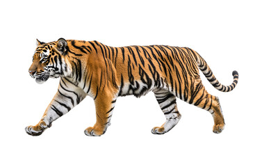 Obraz premium a tiger walking on a white background
