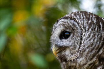 Barred Owl