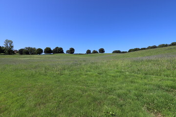 The photo captures rolling green hills, lush and vibrant under the summer sun. Scattered across the grassy slopes are delicate blue wildflowers, adding a pop of color to the landscape.