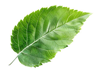 Obraz premium Green apple leaf isolated on transparent background