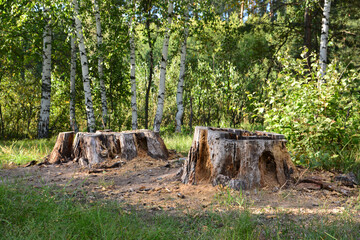 a forest with an tree stump and sunlight shining on it