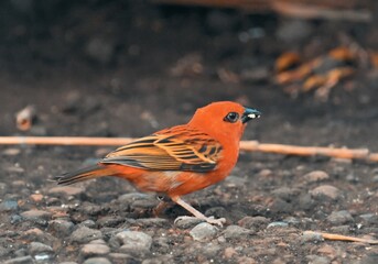 Red rosefinch on rural road in natural habitat