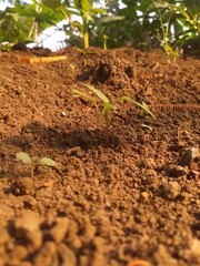 plant in brown soil