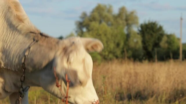 White calf grazing in green grassy meadow.Funny calf wiggles its ears.Portrait of a funny calf.