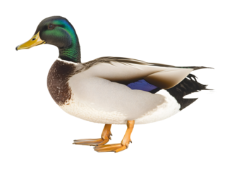 a duck with a green head