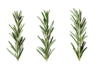 a group of green sprigs of rosemary