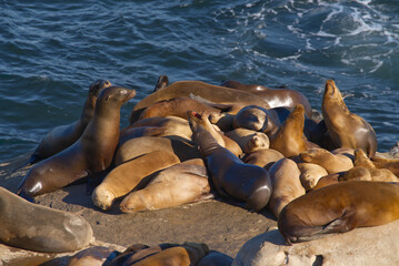Long lens shot of seals at La Jolla
