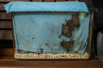 A bat kept in a plastic crate.
